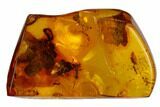 Detailed Fossil Ant and Springtail in Baltic Amber #128349-1